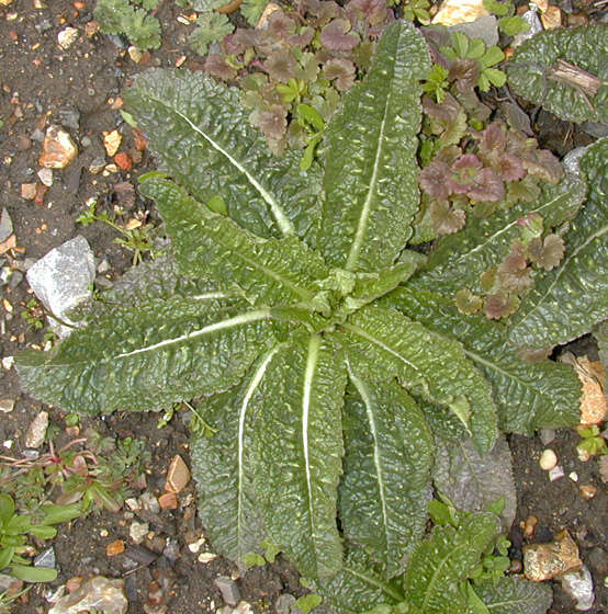 Dipsacus fullonum L.的圖片