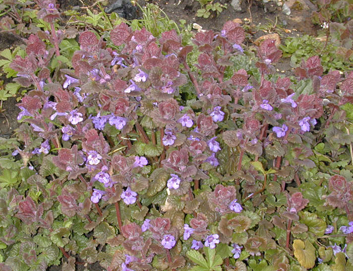 Image of Ground ivy