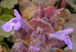 Image of Ground ivy