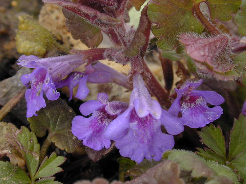 Image of Ground ivy