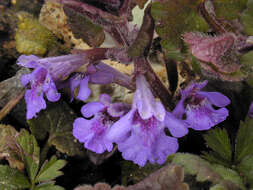 Image of Ground ivy