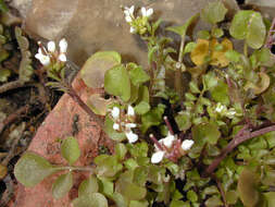 Image of hairy bittercress