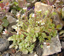 Image of hairy bittercress