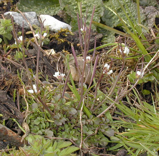 Image of hairy bittercress