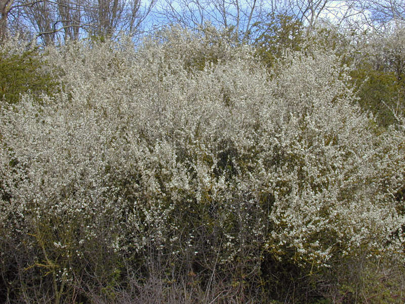 Image of Blackthorn