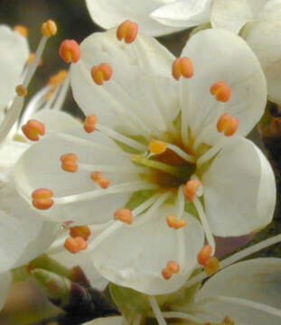 Image of Blackthorn