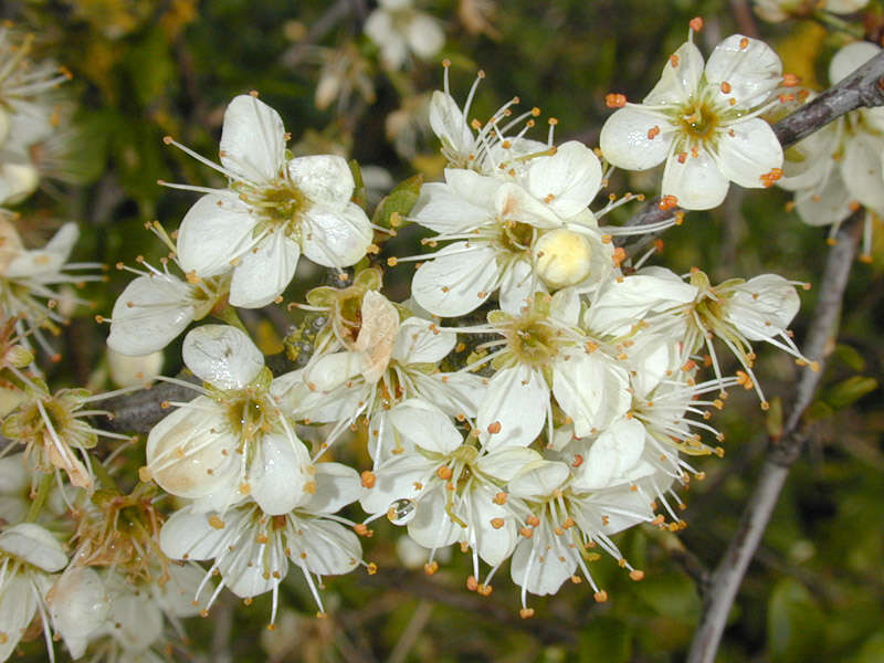 Image of Blackthorn