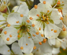 Image of Blackthorn