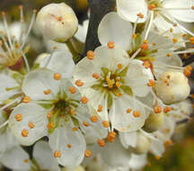 Image of Blackthorn