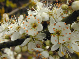 Image of Blackthorn