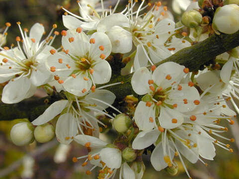 Image of Blackthorn