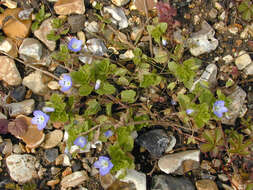 Image of birdeye speedwell