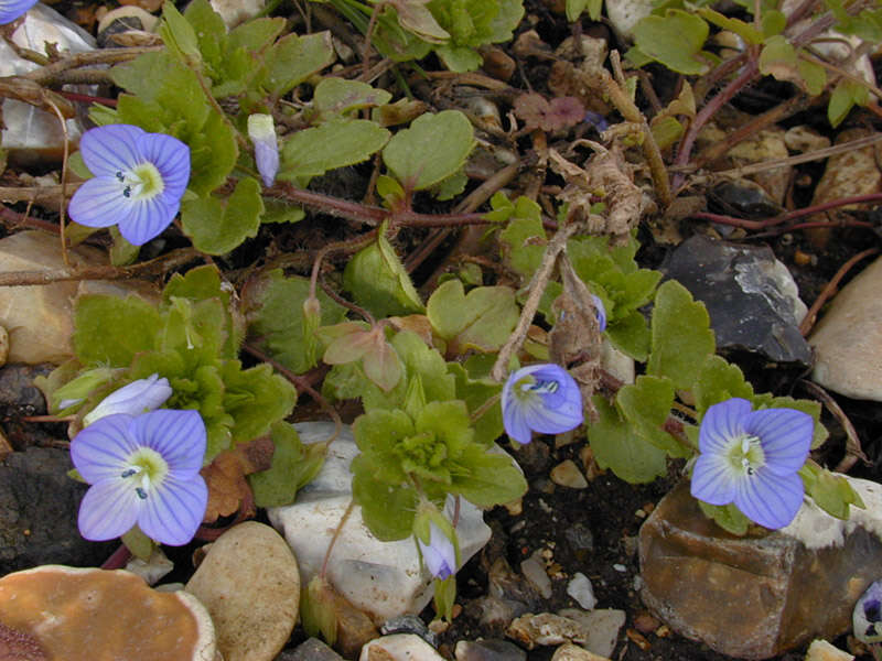 Image of birdeye speedwell