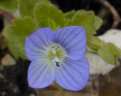 Image of birdeye speedwell