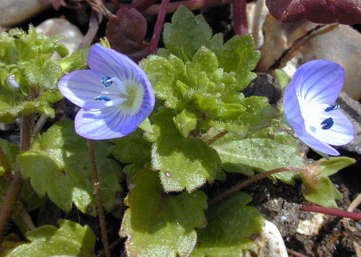 Image of birdeye speedwell