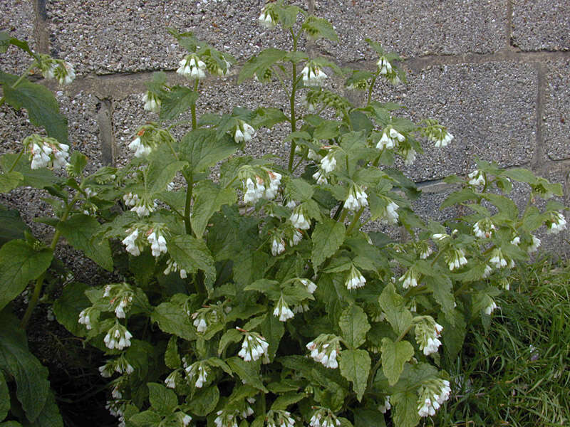 Image of Symphytum orientale L.