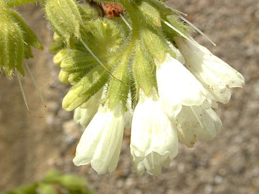 Image of Symphytum orientale L.