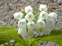 Image of Symphytum orientale L.