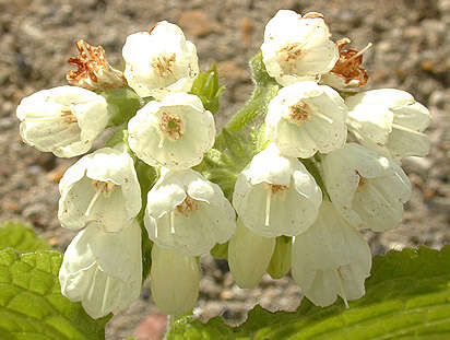 Image of Symphytum orientale L.