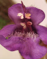 Image of Ground ivy