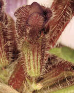 Image of Ground ivy