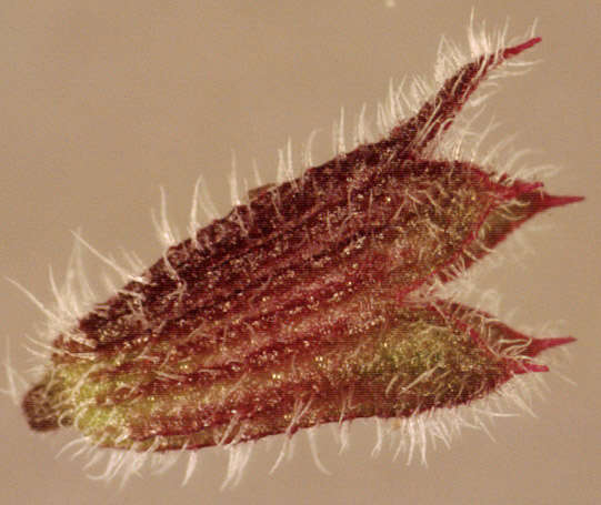 Image of Ground ivy