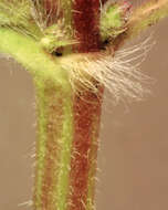 Image of Ground ivy