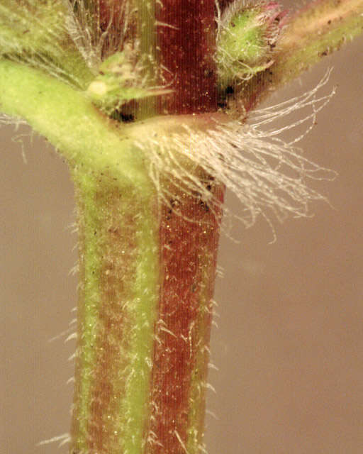 Image of Ground ivy