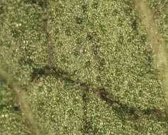 Image of Ground ivy