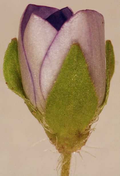 Image of birdeye speedwell