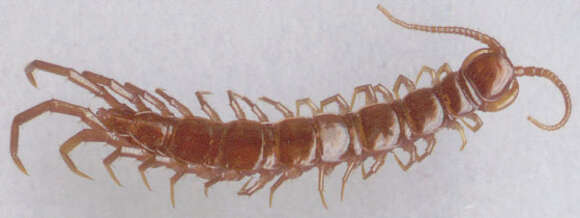 Image of Common centipede