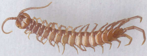 Image de Lithobius forficatus (Linnaeus 1758)