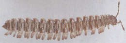 Image of Flat-backed millipede