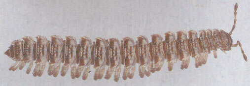 Image of Flat-backed millipede