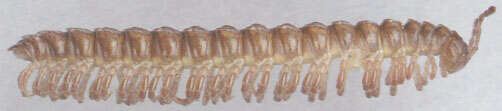 Image of Flat-backed millipede