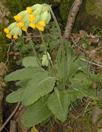 Image of Cowslip