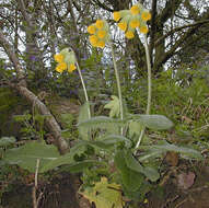 Image of Cowslip