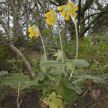 Image of Cowslip