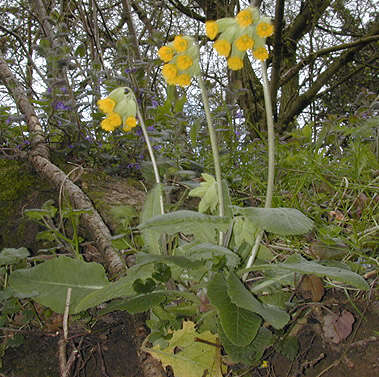 Image of Cowslip