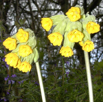 Image of Cowslip