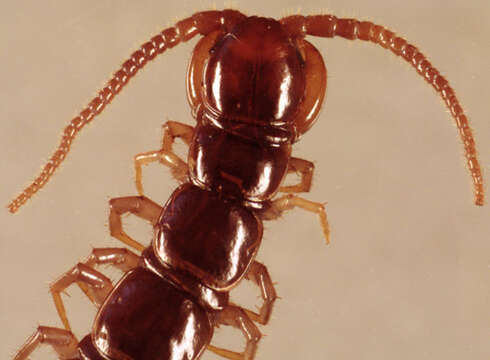 Image of Common centipede