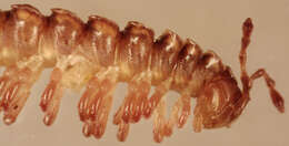 Image of Flat-backed millipede