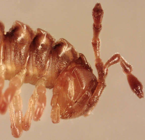 Image of Flat-backed millipede