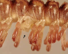 Image of Flat-backed millipede