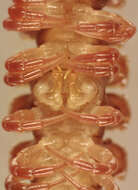 Image of Flat-backed millipede