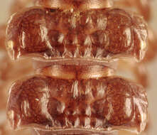 Image of Flat-backed millipede