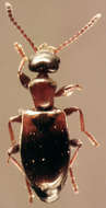 Image of Narrow-necked Grain Beetle