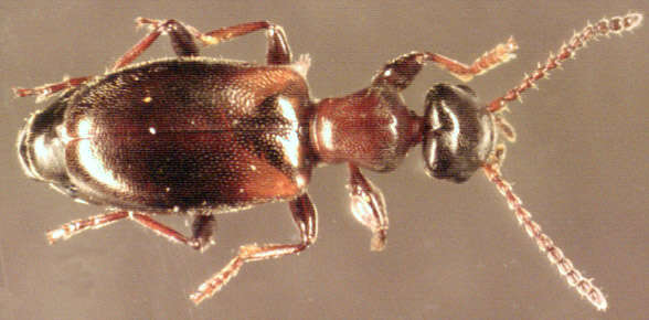 Image of Narrow-necked Grain Beetle