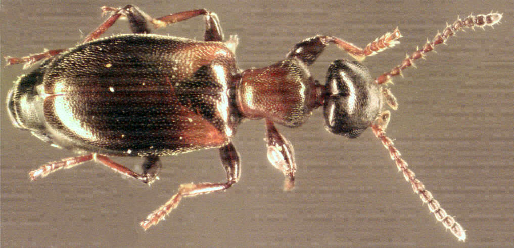 Image of Narrow-necked Grain Beetle