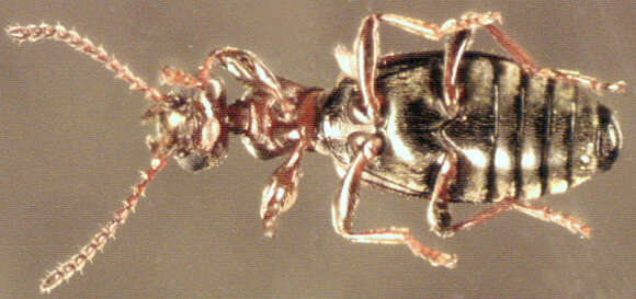 Image of Narrow-necked Grain Beetle